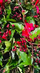 “Cardinal Creeper (Ipomea) — അതീവ ഭംഗിയുള്ള ചുവപ്പ് പൂക്കളുള്ള കയറിച്ചെടി! ചെറിയ തൈകൾ വിലക്കുറവിൽ ഇപ്പോൾ Reemz Basket-ിൽ സ്റ്റോക്ക് എത്തി. വളരെ fast growing, fence, trellis, balcony, pergola എല്ലായിടത്തും perfect ആയ ഒരു flowering creeper. Limited stock — first come, first serve! 🌸🌿 PAN India Shipping Available.” cardinal creeper plant ipomea creeper malayalam ipomea small plants for sale flowering creeper plants malayalam cardinal creeper thavalapoo plant fast growing climber plants india best