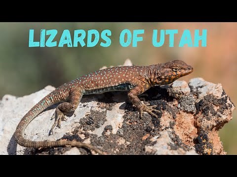 Learn all the Lizards of Utah (with range maps)