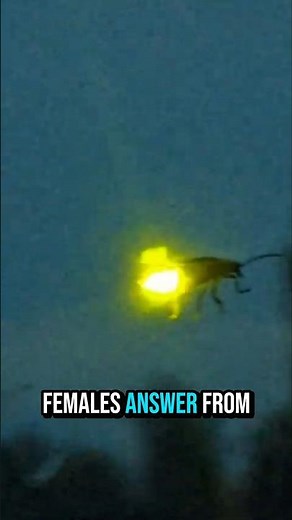 Why Do Fireflies Glow at Night?