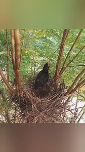 4.6K views · 89 reactions | #Insane #crow #feeding #young #cuckoo #baby | Review Birds News | Facebook