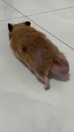 Meet Coco: A Happy and Healthy Hamster | Cute Pets Video