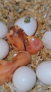 64K views · 1.8K reactions | A Beautiful Miracle of Nature | Baby Bird Hatching  #naturemiracle #babybird #hatchingmoment #birdlovers #newlife #cutebirds #naturelovers #birdhatching #lifebegins #allahscreation #miracleoflife #beautifulnature #babychick #egghatching #naturephotography | Kashif Khan Aseel | Facebook