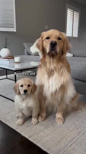 Watch my puppy grow up! 8 weeks to 16 weeks old #puppy #goldenretriever #puppies #dogs #dogsoffacebook #dogslife | Daisythegoldiee