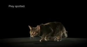 11K views · 604 reactions | Unsere Haustiger haben ihren Namen nicht ohne Grund. In unseren Kuschelnasen steckt eine Menge „Tiger“ und wenn sie etwas im Visier haben, gibt es kein zurück mehr. Wie grazil sie bei ihrer Jagd aussehen, haben wir uns näher angeschaut. | Whiskas Deutschland | Facebook