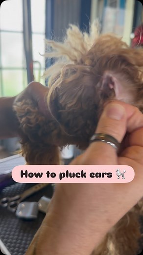 2.1K reactions · 134 comments | How to pluck an ear: put ear powder...