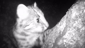 Cult alert! 🐈 A curious leopard cat is trying to knock down an infrared camera in a state-owned forest farm in China's Shanxi Province. The leopard cat is the most widely distributed small Asian wild cat. #Biodiversity | CGTN Global Watch