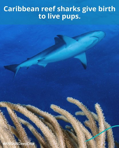 7️⃣ Caribbean reef sharks give birth to live pups. 8️⃣ Caribbean reef sharks give birth to an average of 4-6 pups per litter. 9️⃣ Gestation in Caribbean reef sharks lasts for about 12 months. 📸#1: Divepic 📸#2: Krista Sherman 📸#3: Krista Sherman 🎶: Ziv Moran #ANGARIDeepDive #caribbeanreefshark #fish #marineeducation | Angari Foundation
