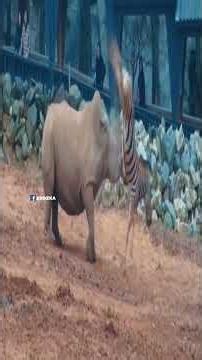 The Rhino approached the donkey 😂😂