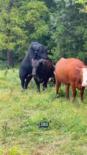 Sugar Daddy is a dawg😂🐮 | Katie Van Slyke