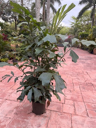 Fishtail Palm, 10" Pot. - Etsy