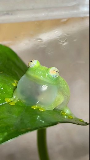 自家繁殖のグミちゃん🐸卵から長いオタマ期間を経て上陸まで、大切に育て上げました🥰