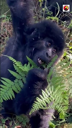 How do mountain gorillas live in the wild- Life of mountain gorillas in Bwindi forest National park