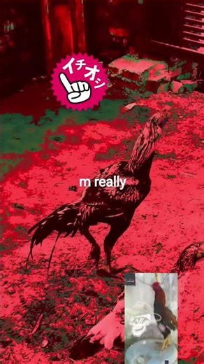 #trending kasni Java aseel murga