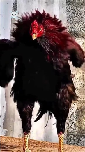 சண்டை சேவல் 📈✨ |Sandai Seval Status Video| Trending shorts #viral #sevalsandai #top_line_seval