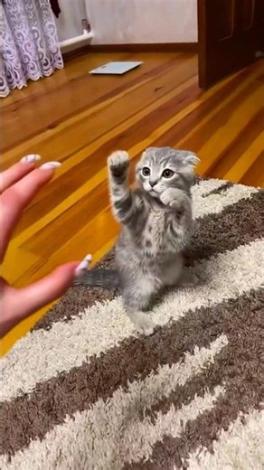 Grumpy Cat's Hilarious Reaction 😂🥰😾 #cats#funny #pets #usa #fyp