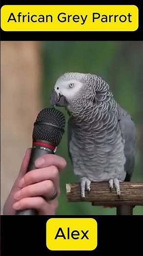 The Talking Parrot - Remembering Alex The African Parrot Gray #shorts #parrot #TalkingParrot