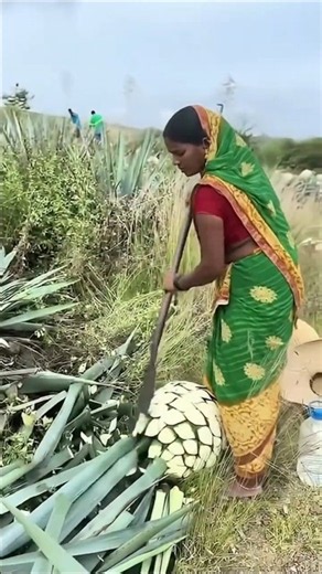 The Hidden Secret of Blue Agave Harvesting! 🍍|XTraditional Farming Skills
