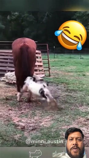 Why You Should NEVER Turn Your Back on a Goat! 😂🐐