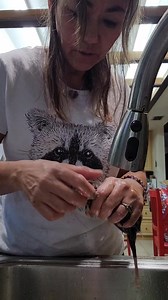 52K views · 5.9K reactions | 2nd intake today: another flea infested opossum . He's thin but not as lethargic as the other. | Little Bit Wildlife Rescue | Facebook