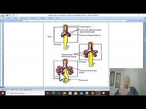 Development of Respiratory System ( Part 2 ) , by Dr. Wahdan