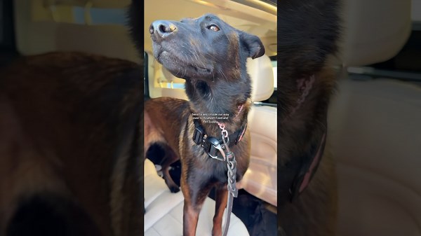 Let's Go Shopping at the Pet Store