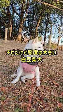チビだけど態度は大きい白豆柴犬 #柴犬 #shibainu #犬のいる暮らし ＃癒し動画