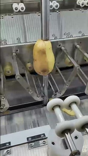 potato peeling using a machine #shortvideo