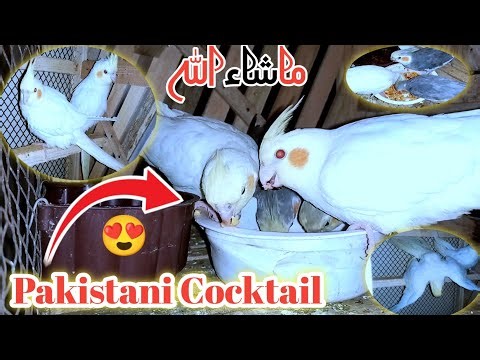 Cockatiel Pakistan 🦜 | Har Banda Ye Parrot Lena Chahe Ga! Full Info|Waqar Mughal vlog