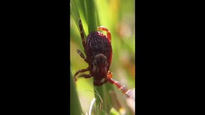 The crucial prevention steps that reduce the risk of tick exposure