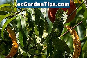 Treflan zöldségkerthez 🌱 Tippek Kertészek - Hu.ezGardenTips.com