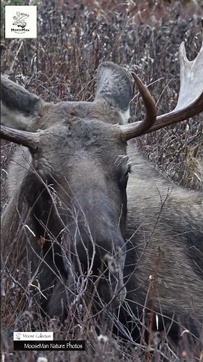 Moose chilling in nature ultimate relaxation goals! #wildlife #moose #alaska