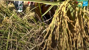 7.2K views · 213 reactions | L’#Inde , un des principaux exportateurs de riz au monde, a annoncé restreindre ses exportations. Pour le #Sénégal , cette décision est un coup d’accélérateur pour atteindre l’objectif que le pays s’est fixé depuis plus de dix ans : l’autosuffisance en production de riz. | FRANCE 24 | Facebook