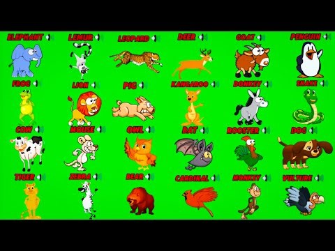 Top 30 Cartoon Animal Animations and Sounds ‼️