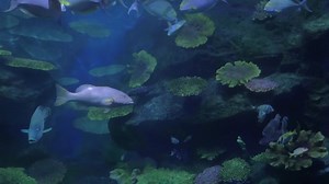Stock Footage Using A Tablet To Photograph Fish Live Wallpaper