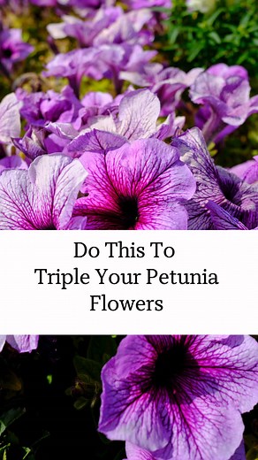 Want bigger, brighter petunia blooms all season long? 🌸 deadheading your petunias is the one way to ensure you have continuously blooming petunias overflowing over the sides of your containers. This is how to deadhead petunias the right way (and yes, there is w wrong way!) to encourage continuous flowering, keep plants healthy, and make your garden look its best. Save this easy gardening tip for later! #Petunias #GardeningTips #DeadheadingFlowers #FlowerGarden #learnontiktokcontest
