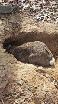 Bunny Builds Tunnel Phase 3! #bunny #wildlifeentertainment #animal #rabbit#pets #nature