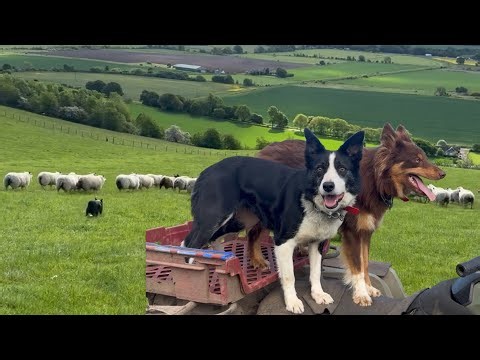 Two amazing sheepdogs in action herding sheep