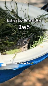 Baby Hummingbird Day 5 Update — Hummingbird Nest Progress