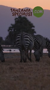  Un safari personnalisé en Tanzanie est une expérience à mettre sur...