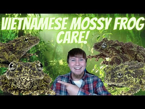 Vietnamese Mossy Frog Care Guide!
