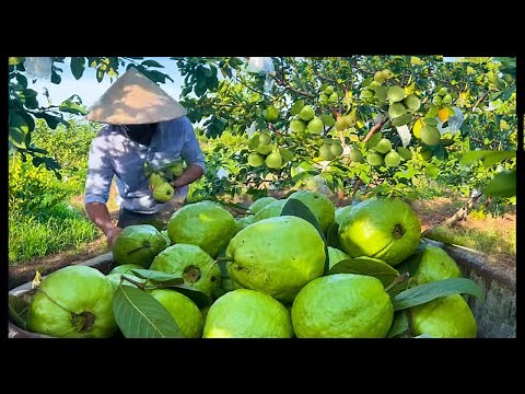 Modern Agriculture Guava Farming | Guava Cultivation and Harvesting