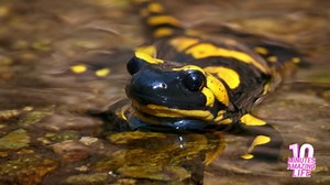 I filmed a fire salamander moving through the forest