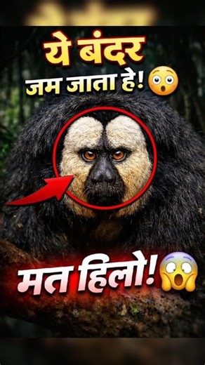 ये बंदर डरते ही जम जाता है! 😱 सच जानकर चौंक जाओगे | saki monkey