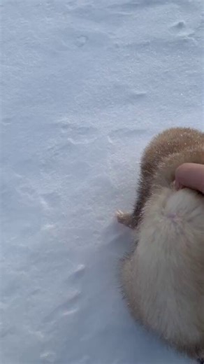 Ferret Friend (@ferretfriend__) on X