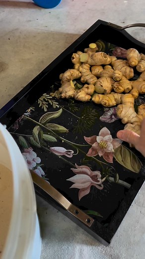 8K views · 63 reactions | How to store Ginger fresh longer months ✅ #store #ginger #fresh #keepfresh #gardentips #gardeninspiration #viralreelsシ #fypシ | GrowwithChea | Facebook