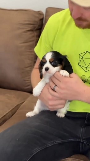 205K views · 6.2K reactions | I am just a little cuddle bug ❤️ #cavalierkingcharlesspaniel #cavalierkingcharlesspanielsofinstagram #cavalierkingcharlesspanielpuppy #cavalierkingcharlesspaniels #cavalierkingcharlesspanielofinstagram #cavalierkingcharlesspanielofig #cavalierkingcharlesspaniellove #cavalierkingcharlesspanielshop #cavalierkingcharlesspanielmix #cavalierkingcharlesspanielblenheim | Cavalier King Charles Spaniel Puppies For Adoption/Rehoming | Facebook