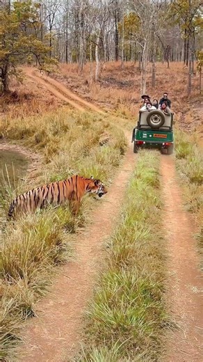 Into the Wild: Experience the Untamed Beauty of Satpura Tiger Reserve