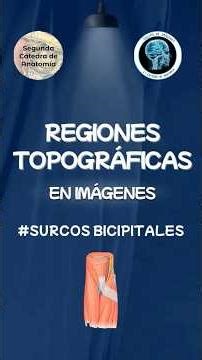 Bicipital grooves