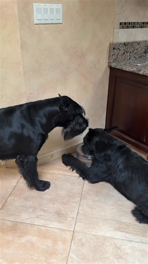 The pecking order… | Skyline Giant Schnauzers