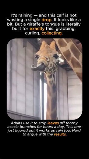 Baby Giraffe Says Rain Tastes Better Up Here #wildlife #animals #facts #funny #animalshorts #cute